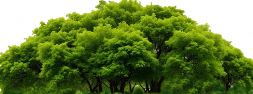 tree1-512x190